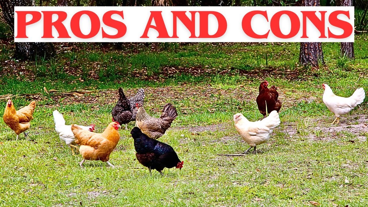 Free Ranging Chickens - Everything You Need to Know - Plus Coop ...