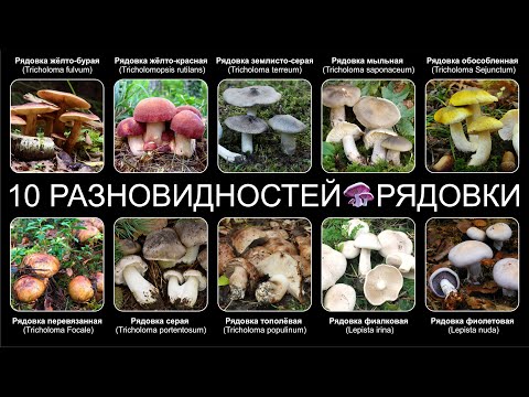 Рядовка Жемчужная Фото