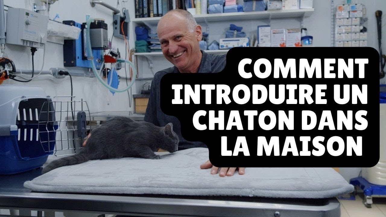 Comment introduire un chaton dans la maison - Unis TV - YouTube