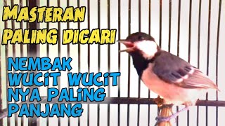 Masteran gelatik batu betina wucit wucit wucit super panjang