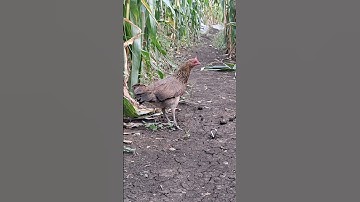 tiếng gà rừng mái gọi trống phi cực nhanh.poj qaib xeev lau dhias ceev tiag tiag