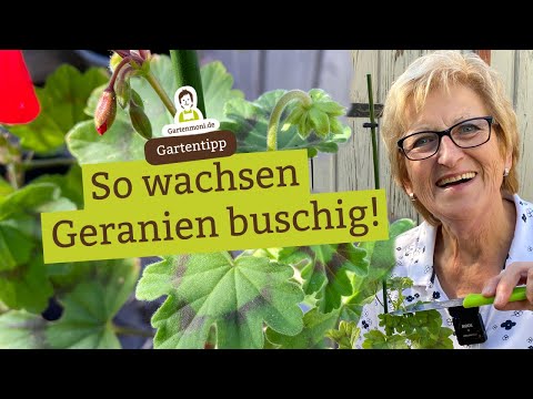 Video: Wie man Geranien pflanzt: Tipps