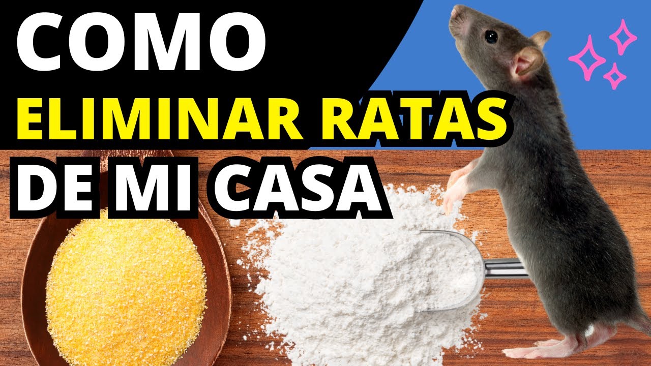 como-puedo-eliminar-ratas-de-mi-casa-youtube