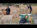 A Day at the Omaru Alpaca Farm!