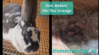 Baby Arrival on the Urban Homestead!