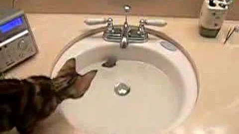 Video 10735571: bengal kitten toys, water bengal, kitten fish