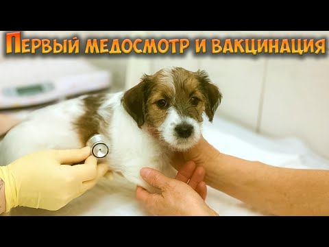 Первый медосмотр и вакцинация
