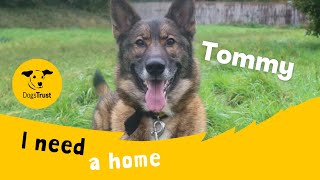 Tommy the terrific German Shepherd | Dogs Trust Shrewsbury by Dogs Trust 14 views 3 hours ago 1 minute, 6 seconds