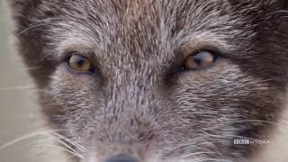 The Hunt - EP 2 TRAILER - Sundays at 9|8c on BBC AMERICA