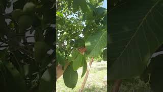 İzler Leonardi̇d Le Coştu