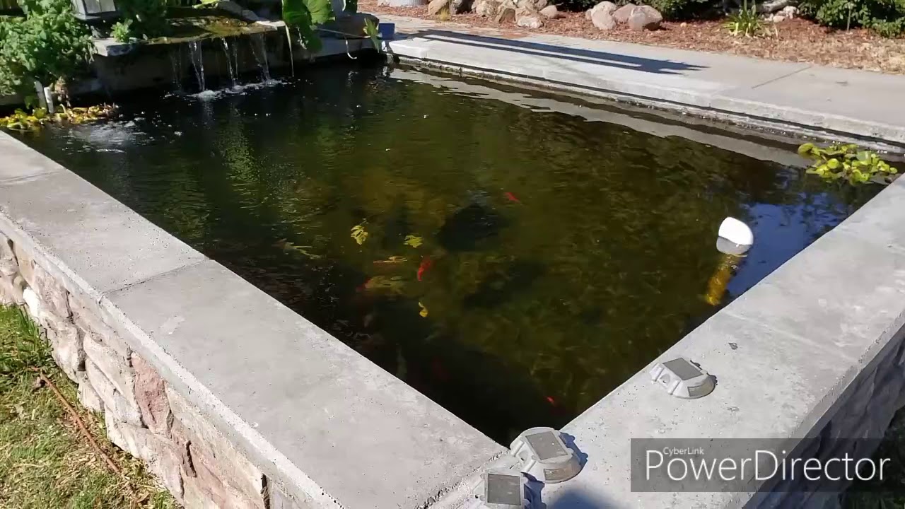 BOG Filter Koi Pond With Crystal Clear Water - YouTube