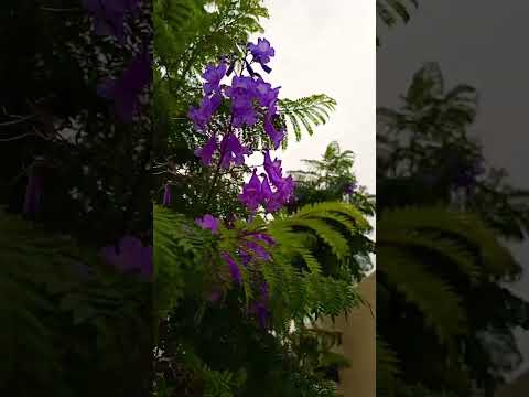 نعناع وزهرة شجر الجاكرندا البنفسجي
