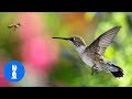 ULTIMATE Hummingbird Compilation - BE AMAZED