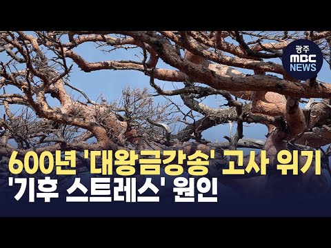 [포항] 600년 &amp;#39;대왕금강송&amp;#39; 고사 위기..&amp;#39;기후 스트레스&amp;#39; 원인(뉴스투데이 2025.01.31 광주MBC)