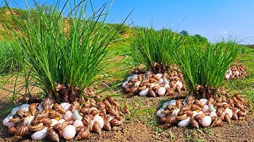 wow wow wow! pick a lot of duck eggs and snails under grass at field by hand a farmer