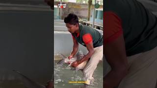 Fish Breeding 😳😮🐟