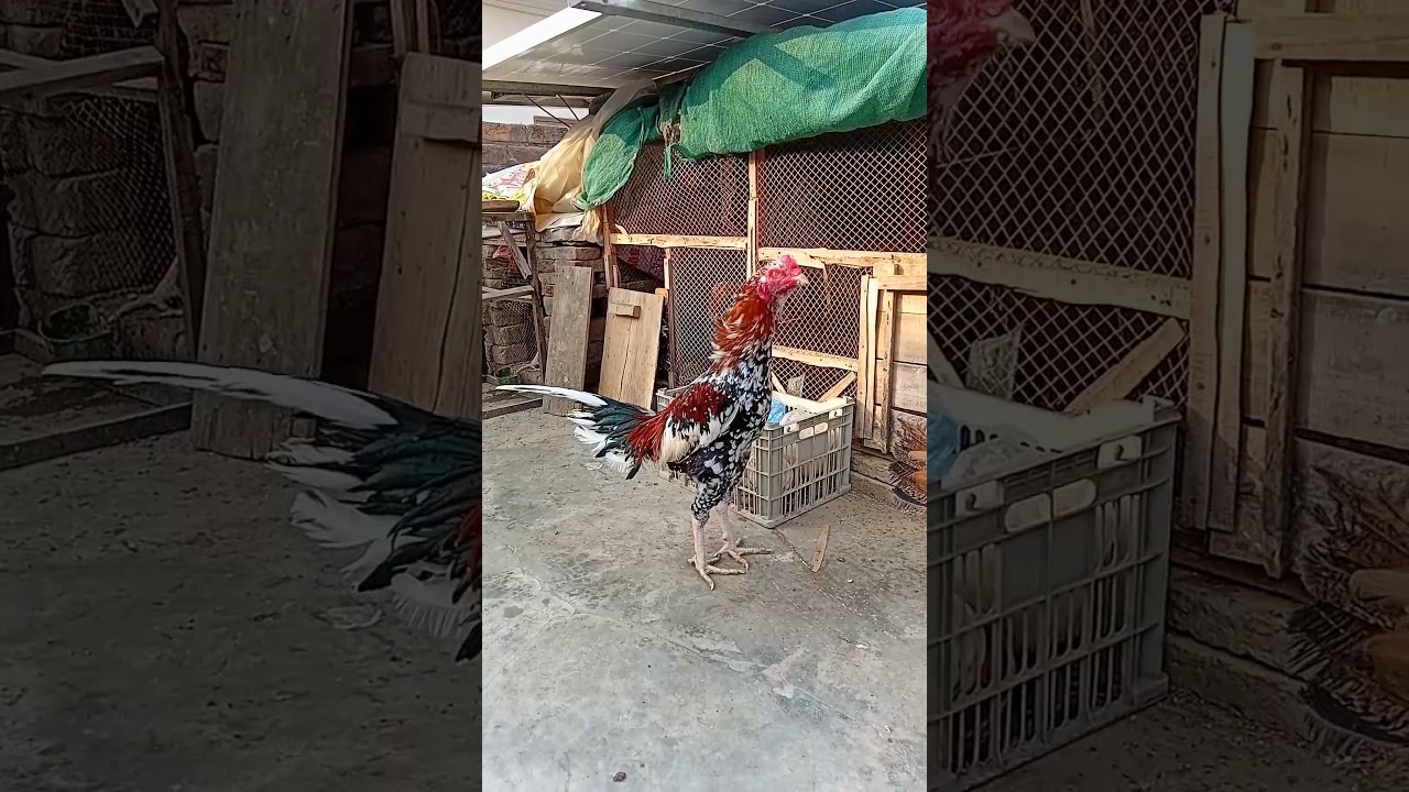 Hen Father #cutter #automobile #lifeisbutadream