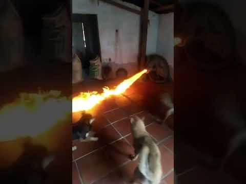 Omg my dragon nearly finish my dogs today #shortstorm #dragon #china #india #viralshorts by Shorts Storm