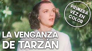 La venganza de Tarzán | COLOREADO | Película aventura | Familia