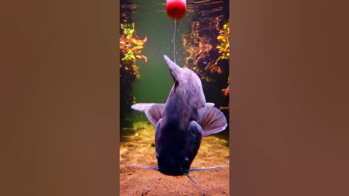 🤯 CRAZY Fish Bite BAIT?! You Won't BELIEVE What Happened! 🎣🐟 #fishing #shorts