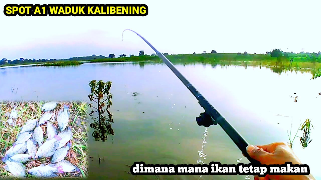 SPOT A1 WADUK KALIBENING❗DIJAMIN ANTI BONCOS‼️mancing nila waduk kalibening
