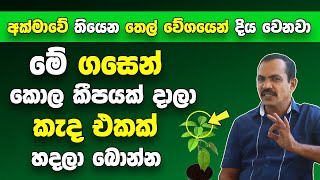 මේ ගසෙන් කොල කීපයක් දාලා කැද එකක් හදලා බොන්න | අක්මාවේ තියෙන තෙල් වේගයෙන් දිය වෙනවා | Fatty Liver