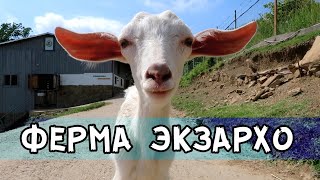 Ферма Экзархо в Сочи: как добраться, цены, обзор / Farm in Sochi