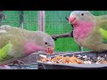 Princess Parrot pair