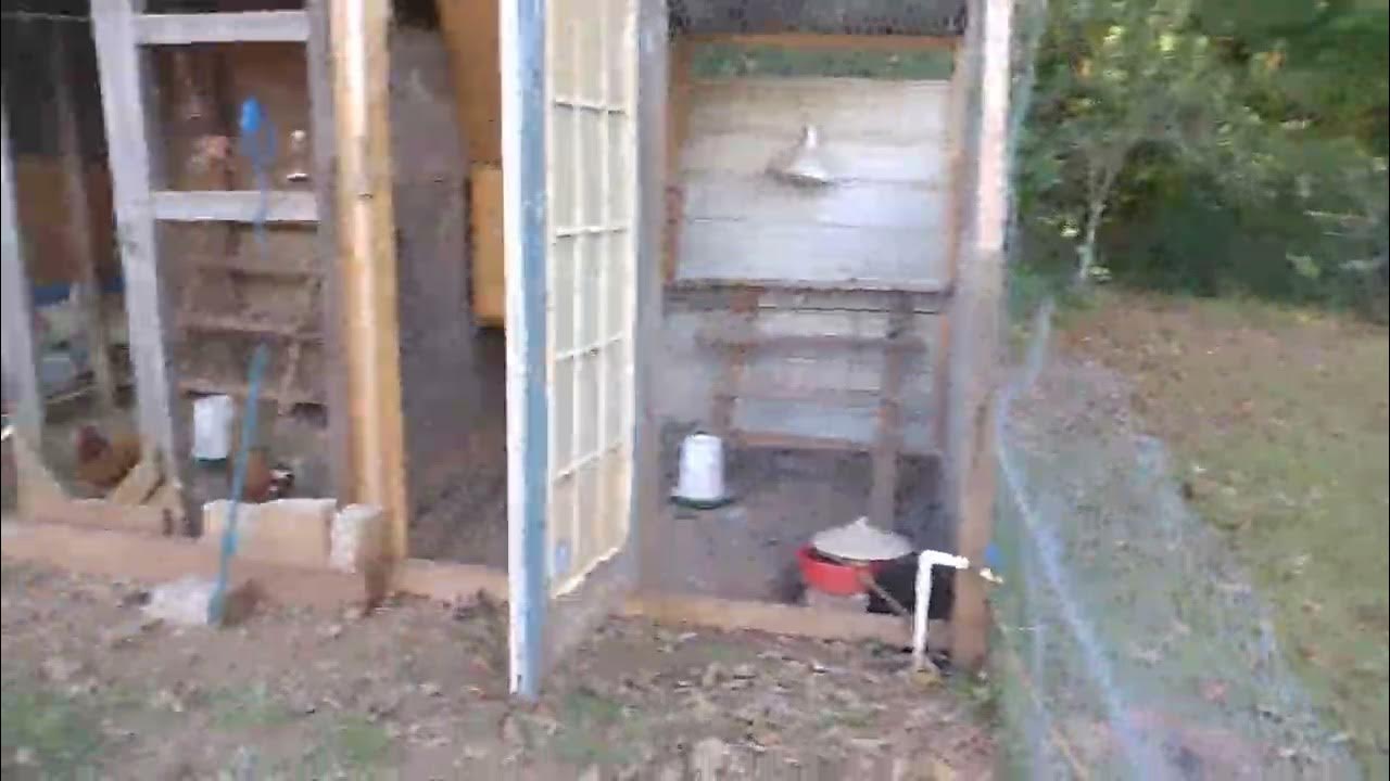 Stopping chickens from flying out. Prepping 2022 2023 YouTube