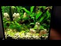 Нано аквариум 20 литров