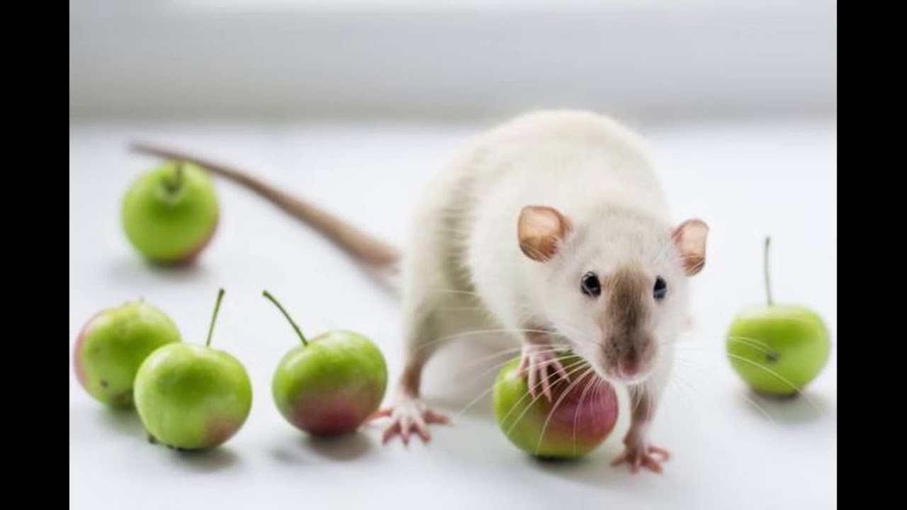 Можно ли крысам редиску. Крыса с яблоком. Вкусняшки для крыс. Животные едят горох. Крысам горох.