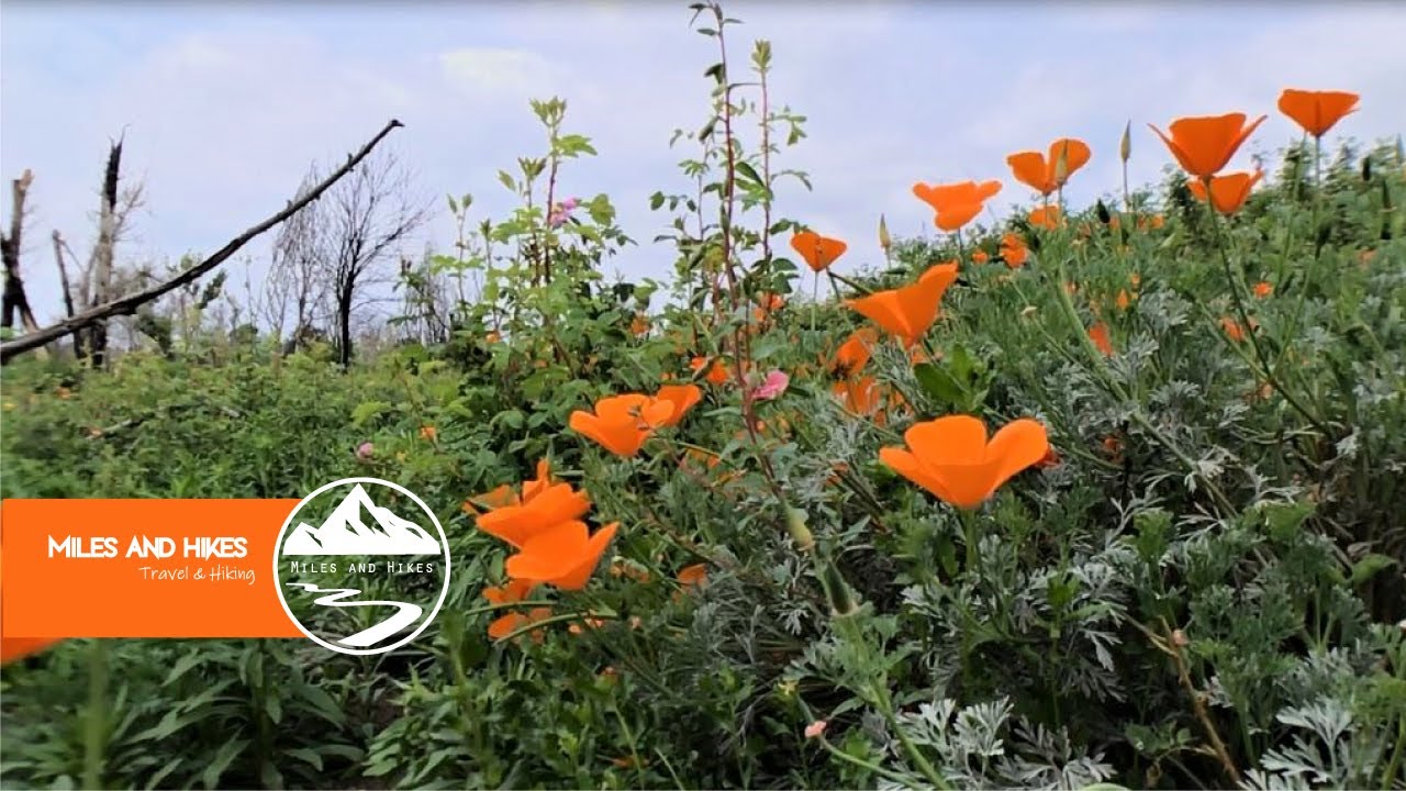 More wildflowers + L.A. River  | Sepulveda Basin Wildlife Reserve (Van Nuys, CA)