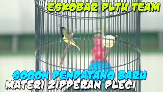 Eskobar !!! Sogon Pendatang BARU Bermateri ZIPPERAN Nembak Seperti PLeci.