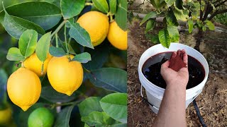هذا السماد يجعل شجرة الليمون تزهر طوال العام وتنمو لسرعة كبيرة حفنة منه تزيد سرعة نمو اشجار الحمضيات