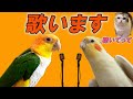 インコ達が聴かせます♪【オカメインコ】【シロハラインコ】