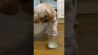 I accidentally caught a fly in the jar #cavoodle #puppy #cutedog #funnydogs