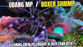 BIOTA PELENGKAP DI MIX REEF TANK , UDANG MP / BOXER SHRIMP | Nano Reef Tank | Aquarium Air Laut