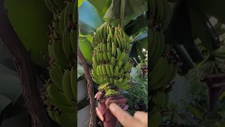 Just A Giant Banana Bunch Early Pruning Of The Banana Tree