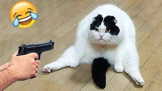 Funny Videos About Cats And Dogs| The Mischievous Cat Is Not Afraid Of Anyone Except For Guns