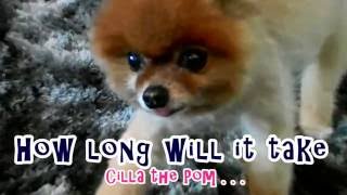 Cilla The Pom is a Very Bad Sniifer Dog (1) by Cilla the Pom 12 views 7 years ago 1 minute, 26 seconds