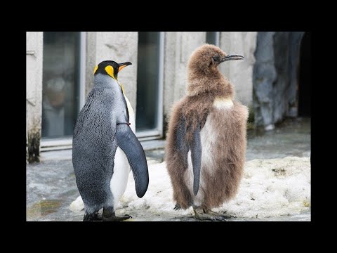 見逃し配信：2026/6/2 18:00〜6/3 6:00】ペンギン - YouTube