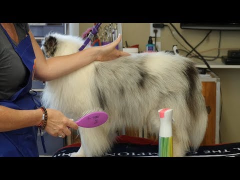 line-brushing-tutorial:-double-coated-breeds