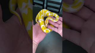 My Ball Python as an adult vs as a baby😍🐍