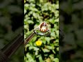Checkerboard Pear Champagne Cut Moissanite Ring, Wedding Ring, Halo Ring, Distance Pave Ring