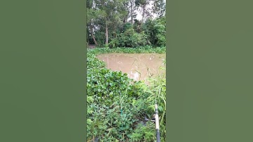 một ngày bị móm #caucathiennhien #fishing #rachgiakiengiang