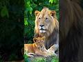 Peaceful Lion With Cub In Lush Jungle شیر اور بچہ جنگل میں سکون سے Lion Animals Lionking Peaceful Lion With Cub In Lush Jungle شیر اور بچہ جنگل میں سکون سے Lion Animals Lionking