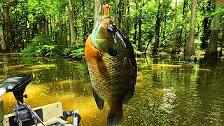 Huge Redears and Bluegills in the Shallows!