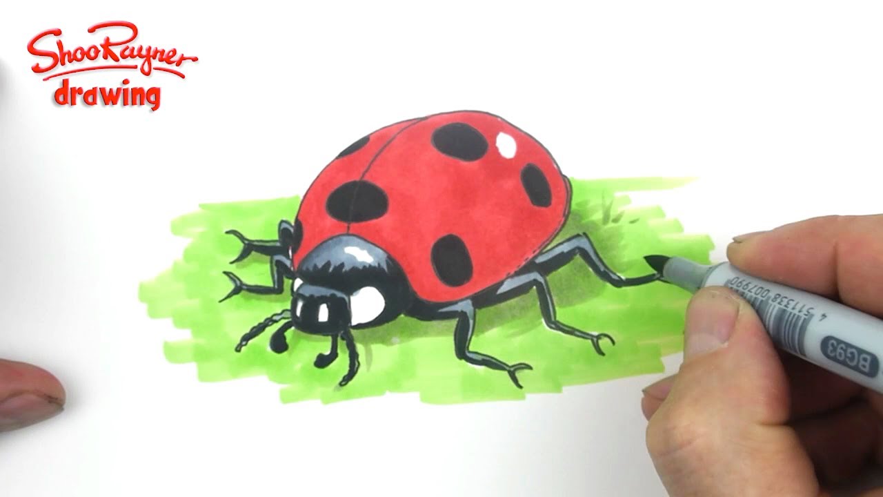 Drawing foreshortened insects: Seven-spotted Ladybug • John Muir Laws
