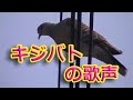 キジバト動画001