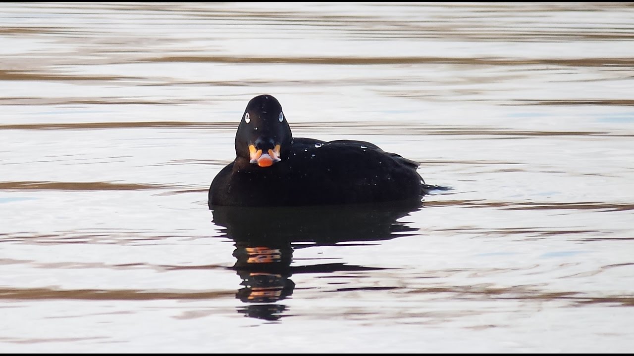 Adult male Velvet Scoter - Melanitta fusca - Grote Zee-eend / Olen
